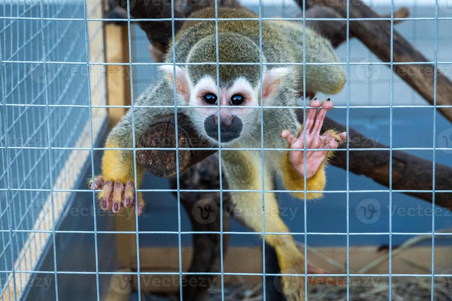 Squirrel Monkey Saimiri sciureus, holds the cage with two front legs and looks straight to the camera. photo