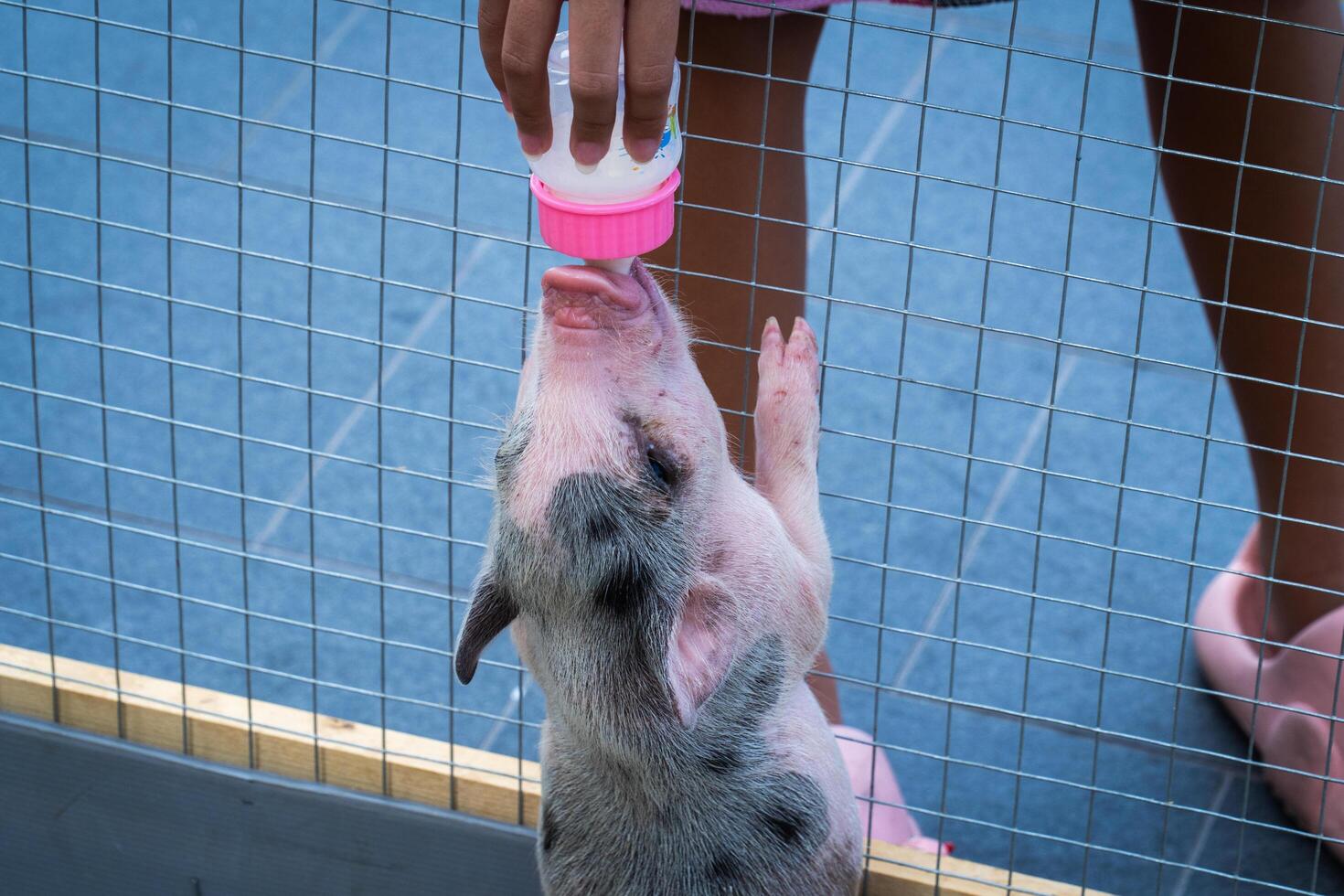 Piglet is drinking milk from the bottle that people feed to eat. photo
