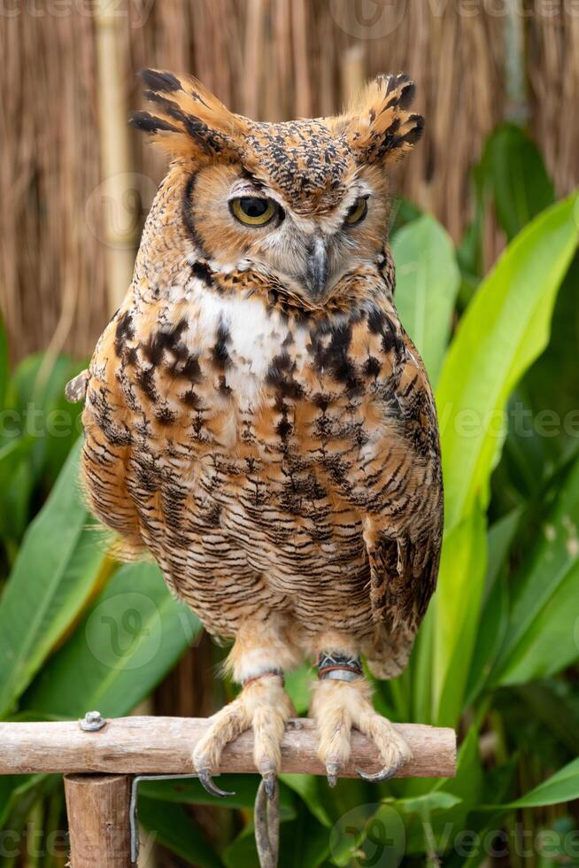 Eurasian Eagle Owl is standing on a log. photo
