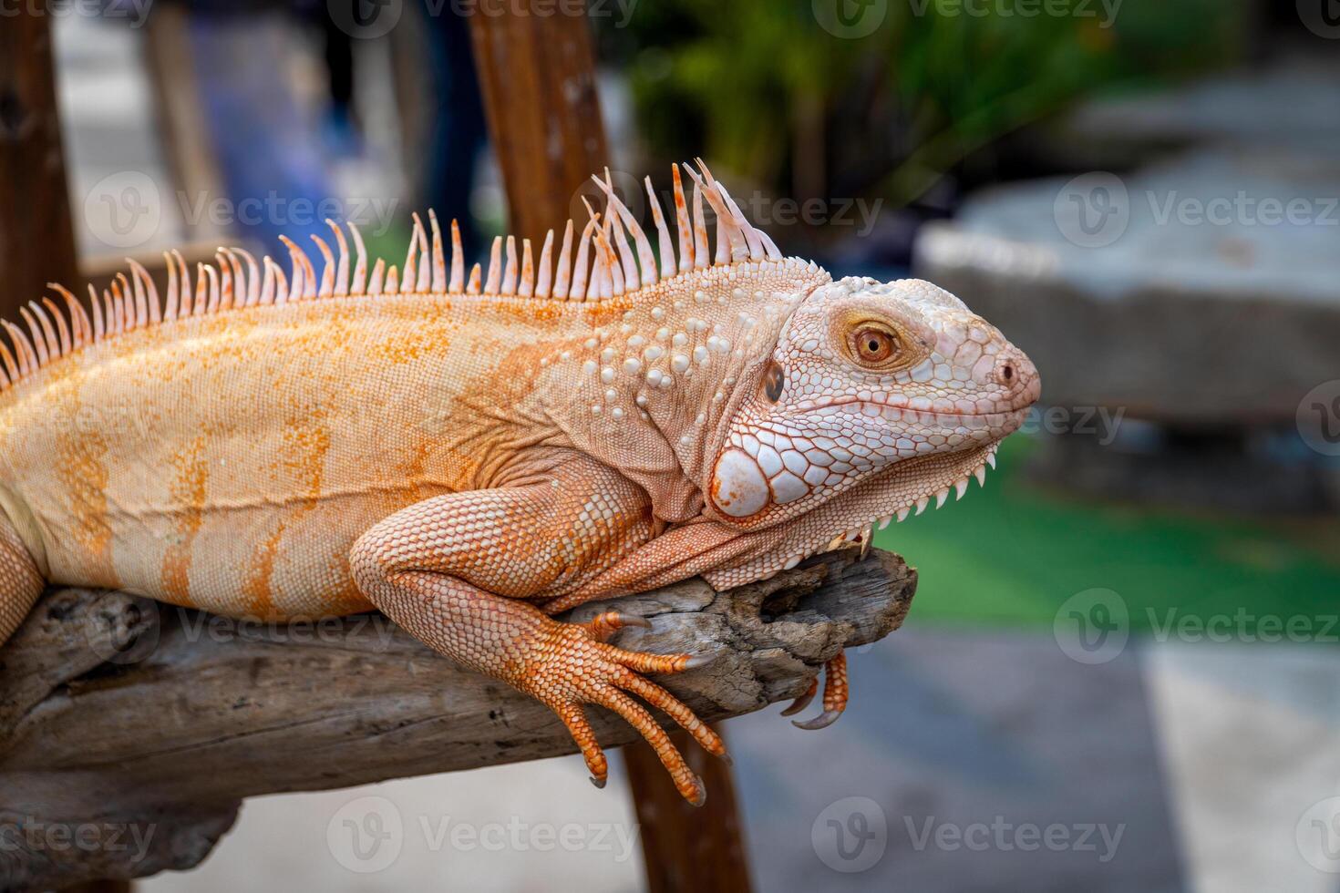 Iguana is clinging to a log to show at the exhibition. photo