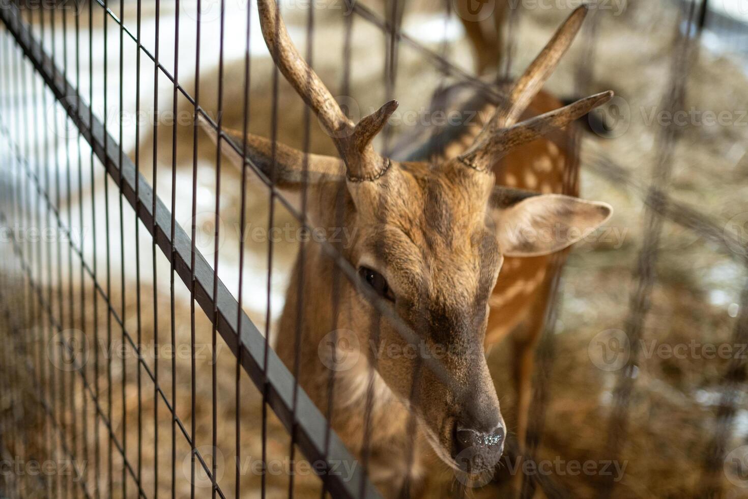 The deer is in a cage while showing in the mall. photo