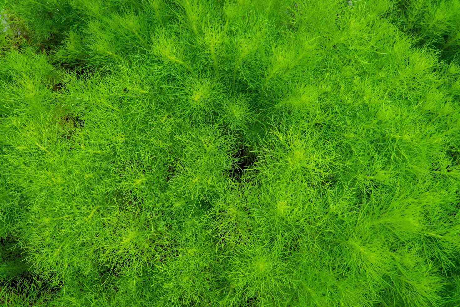 The upper angle of the Dog Fennel Scientific name Eupatorium capillifolium. photo