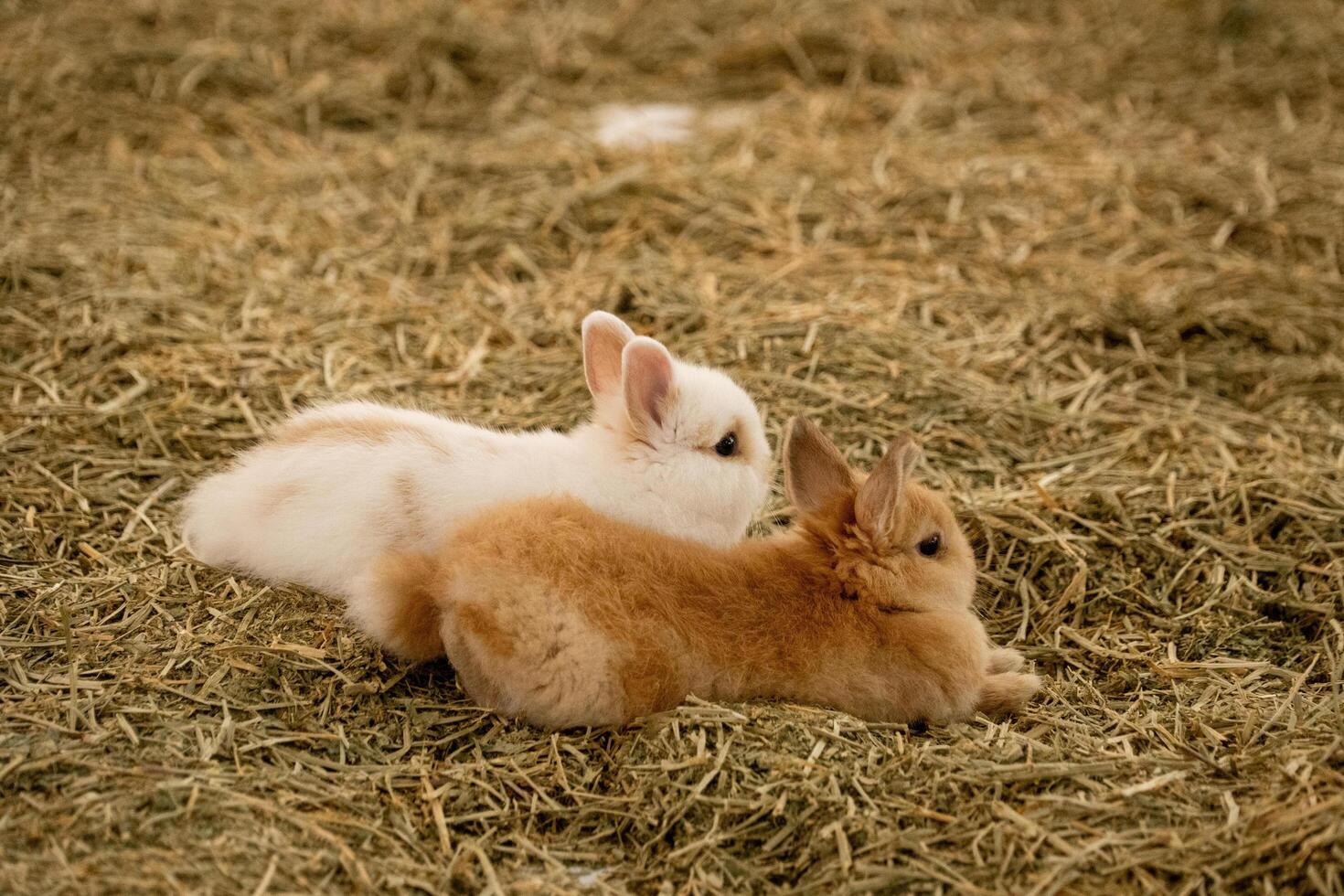 The younger brown and white rabbit are lying down on the laid area with dry grass straw. photo