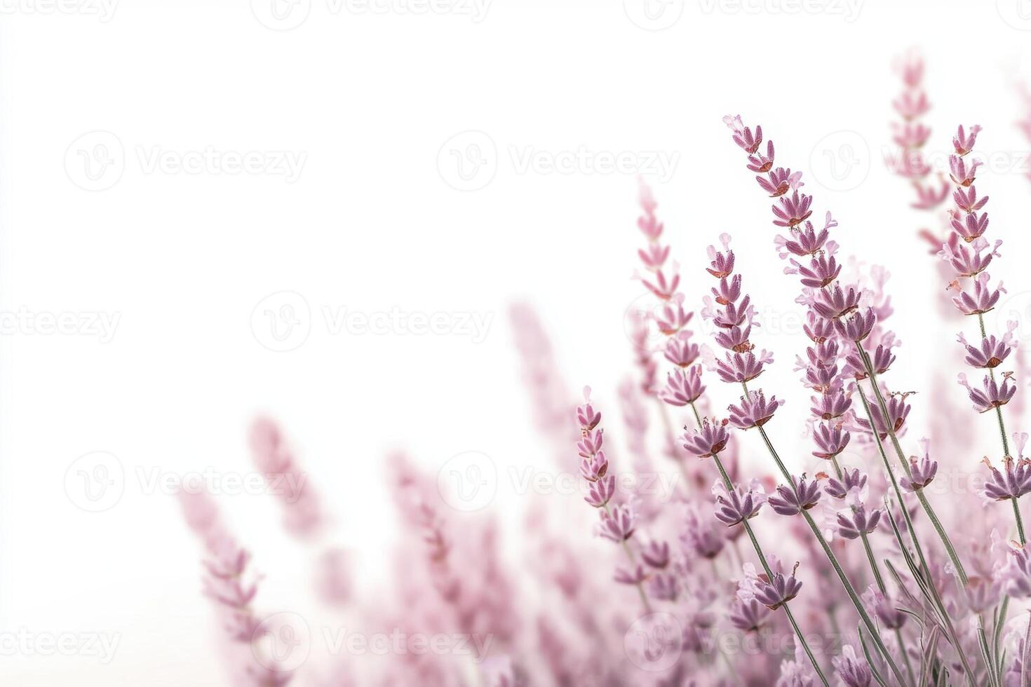 lavender flowers on a white background photo