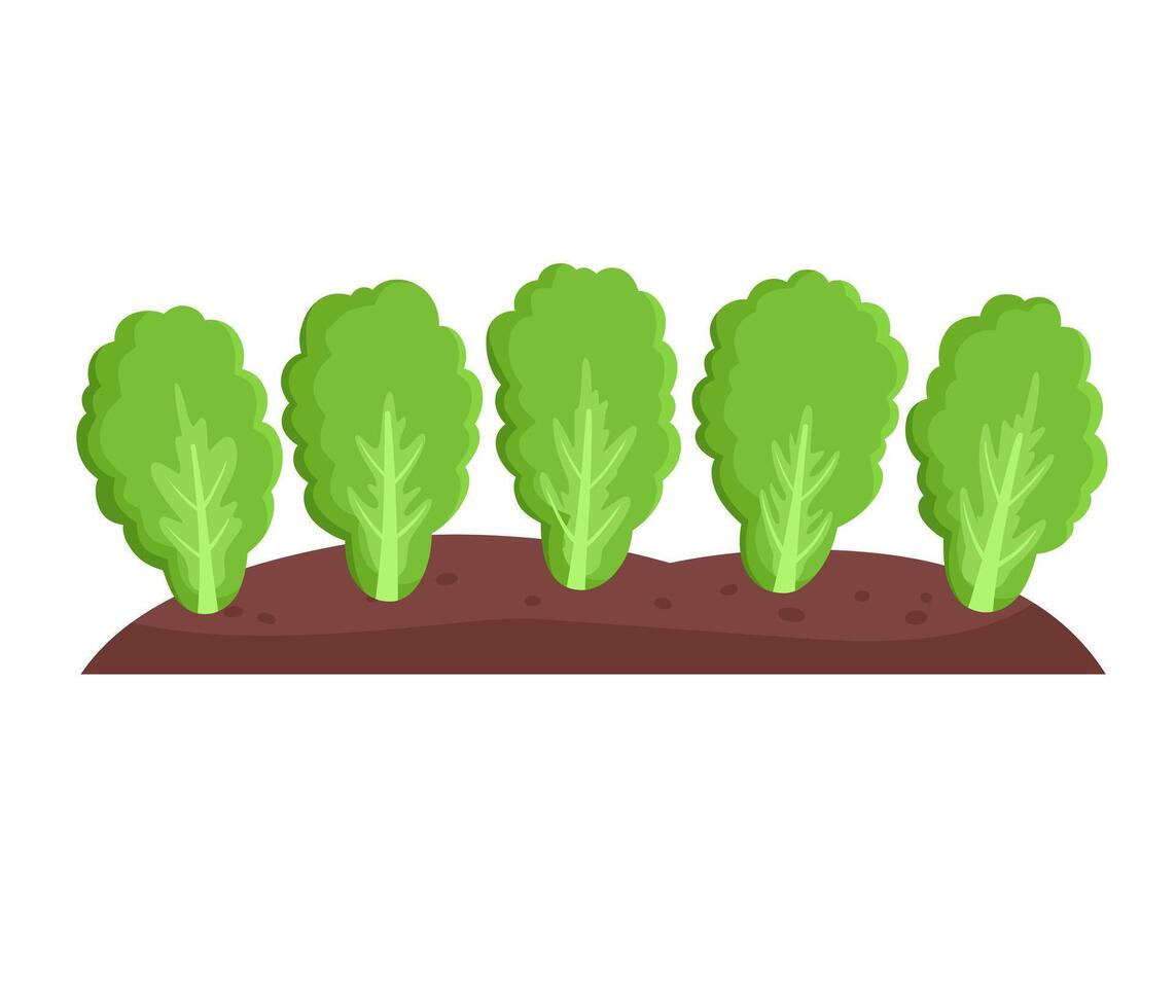 Garden bed with green lettuce, agriculture vector