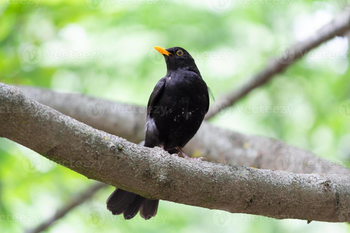 Blackbird sitting on a branch in the woods photo