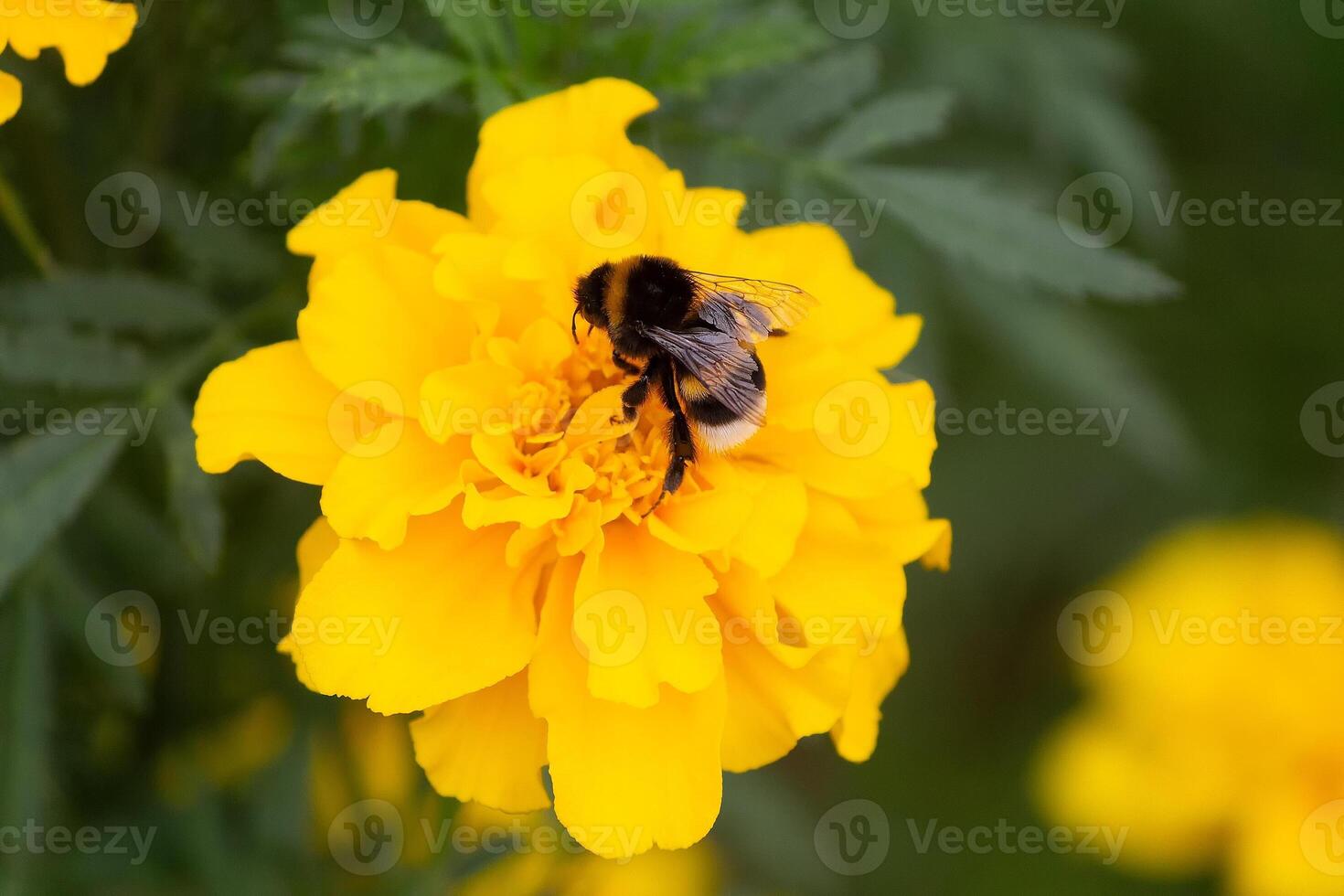 Bee on yellow flower, and collecting nectar. Nature photo