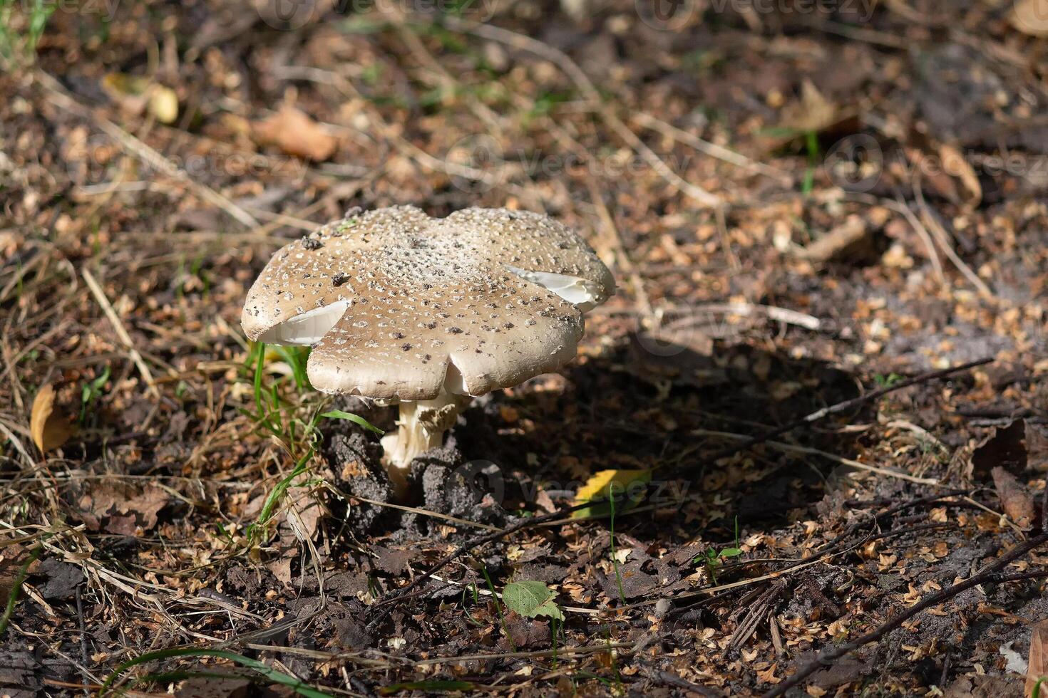 Mushroom Amanita rubescens in the forest lit by the sun photo