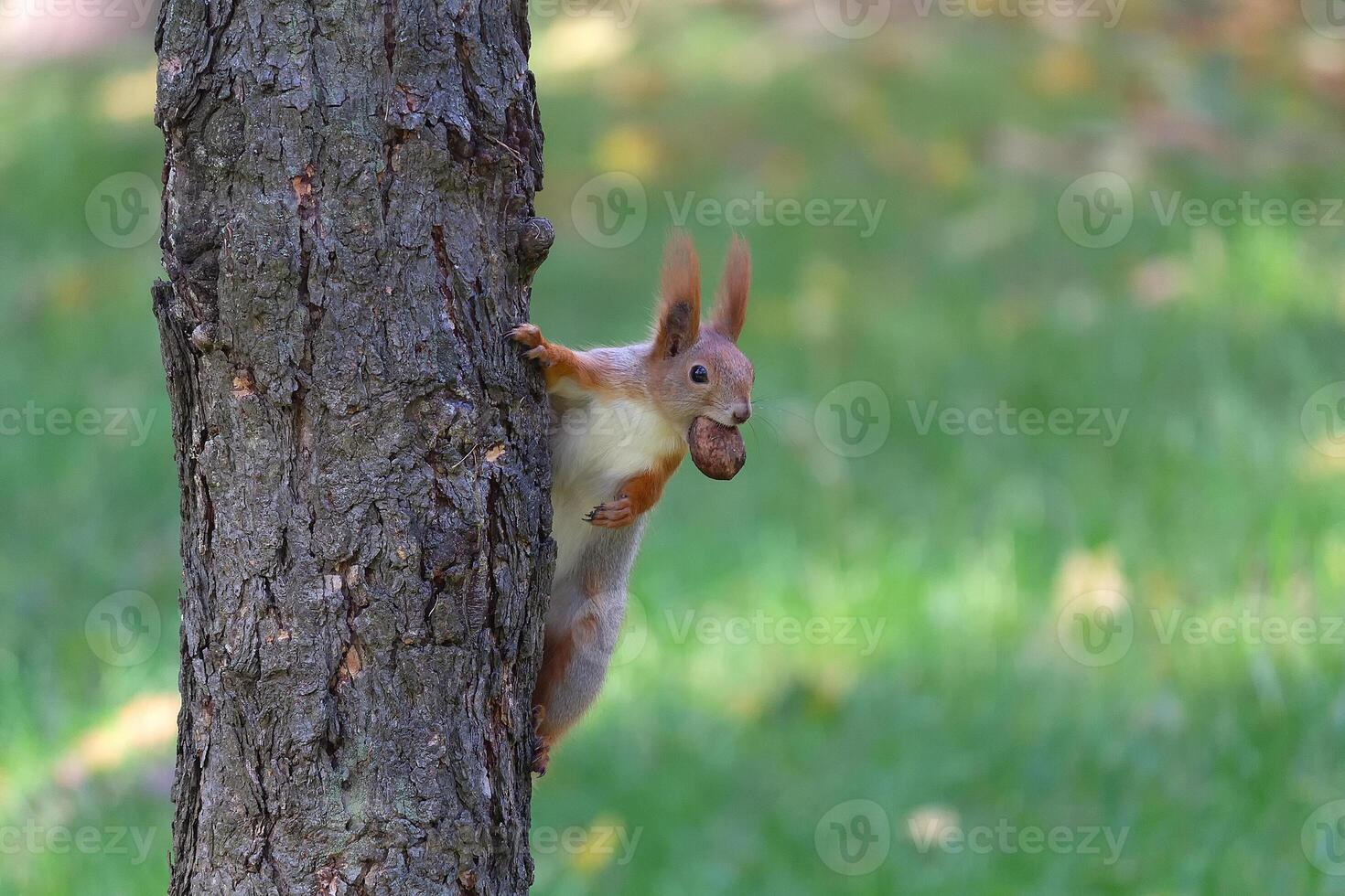 Squirrel with walnut on wood in the park photo