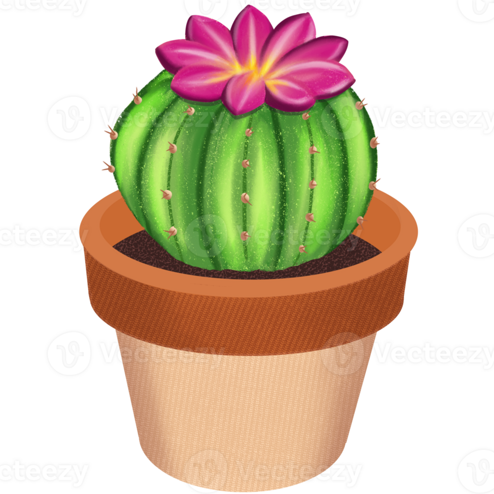 Potted cactus with pink flower illustration png