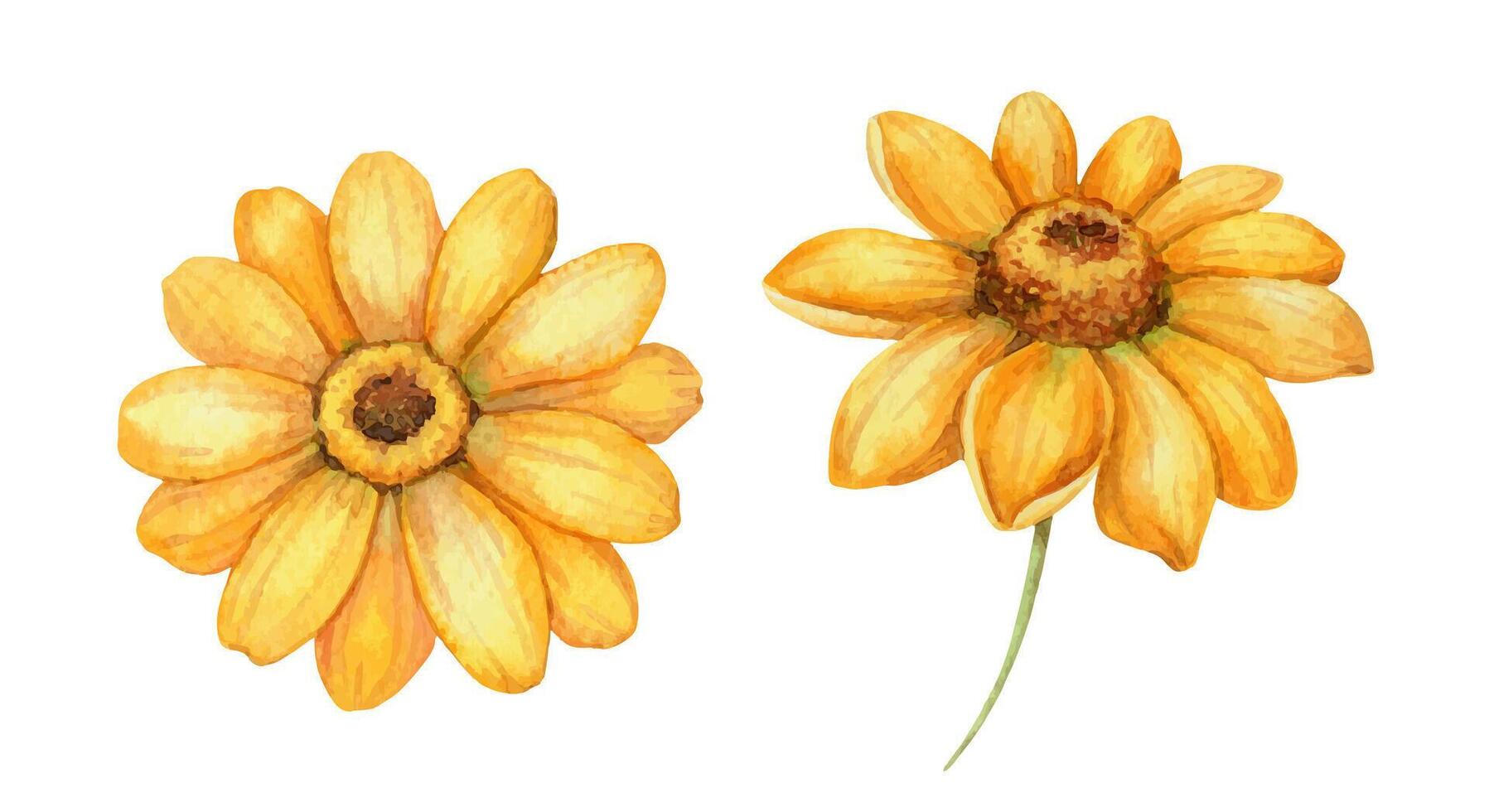 Set of two Helianthus occidentalis flower. Hand drawn watercolor botanical illustration of floral head with colorful realistic texture. Perfect for summer card template and holiday season design. vector