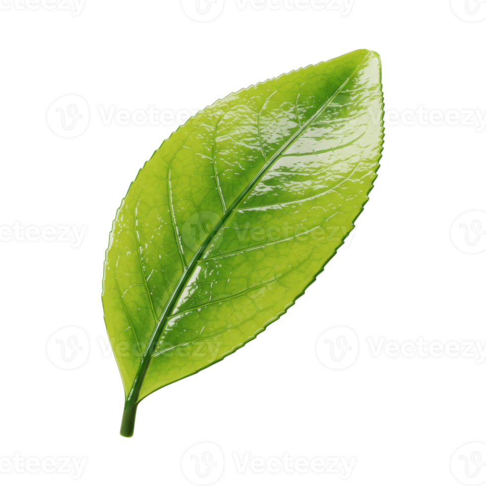 A 3D glossy green tea leaf with shimmering surface and detailed veins png