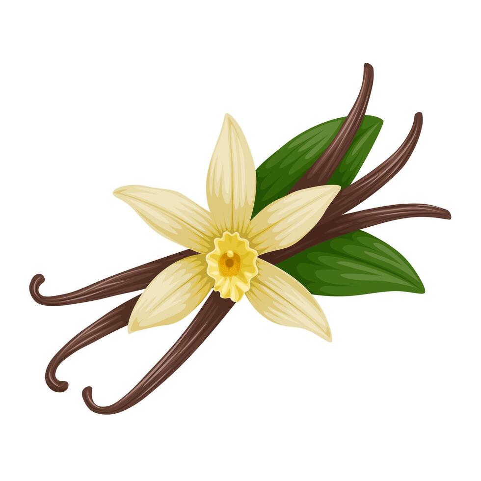 Illustration of Vanilla flower with dried vanilla sticks. Aromatic seasoning ingredient for cookery and sweet baking, Isolated on white background vector