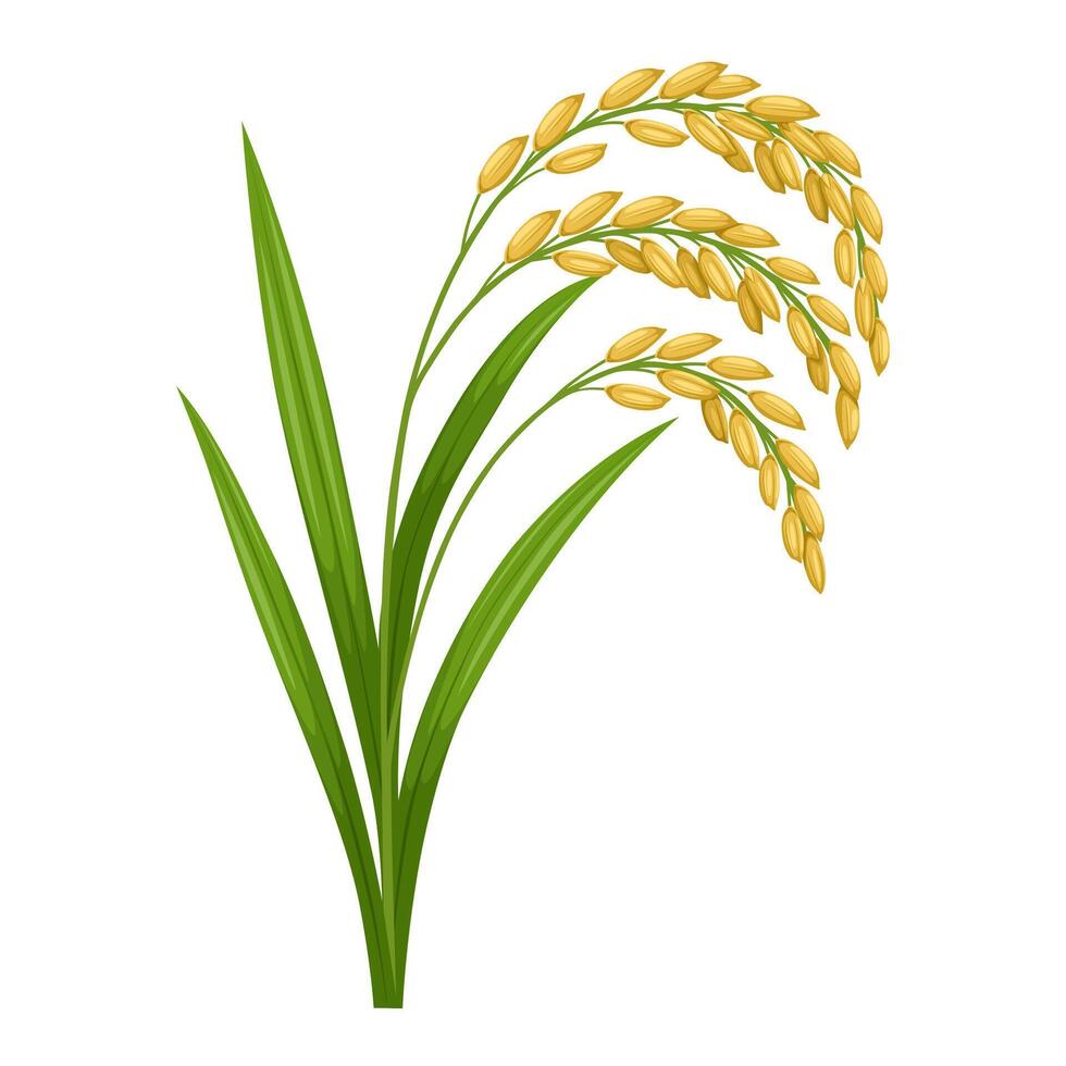 Illustration of rice ear with green leaves, isolated on a white background. vector