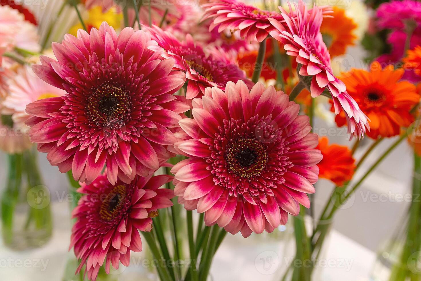 Beautiful red Gerberas in a flower shop photo