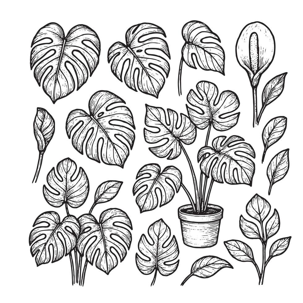 Monstera deliciosa plant and leaves. Hand drawn illustration in engraving style. vector