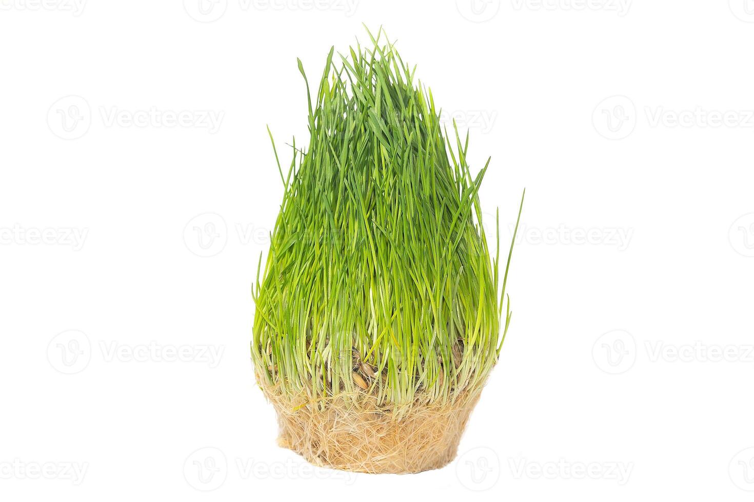 Green natural grass isolated on white background. Nature photo