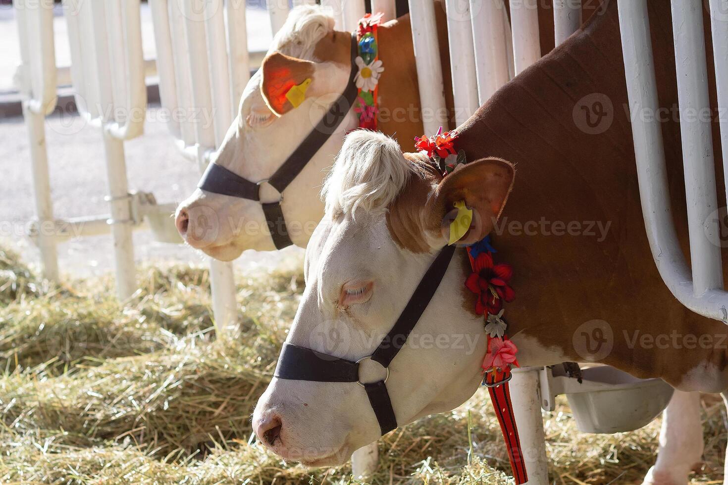 Purebred cows Fleckvieh in a stable on the farm photo