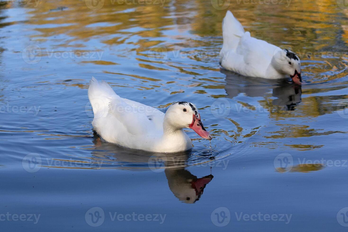 Two white ducks floating in a pond photo