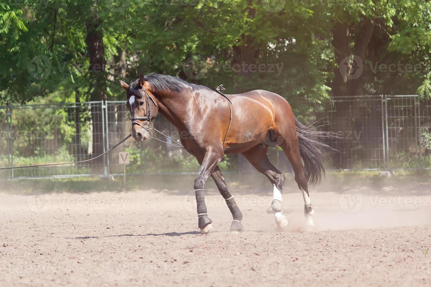 Brown horse while training at the racetrack photo