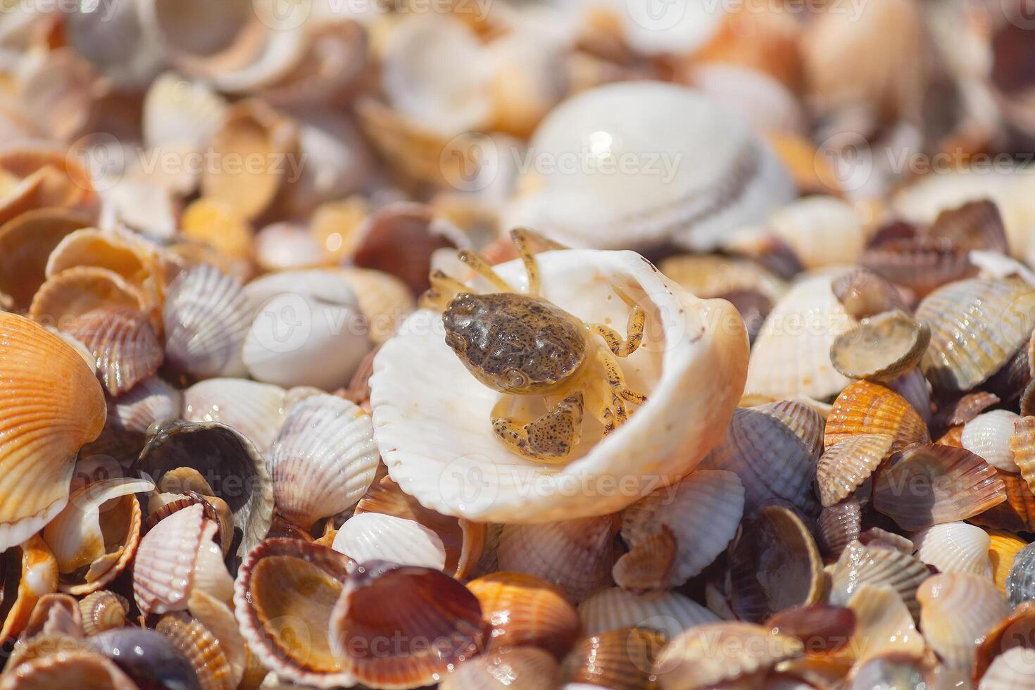 Little crab in a shell on a sea beach. Nature photo