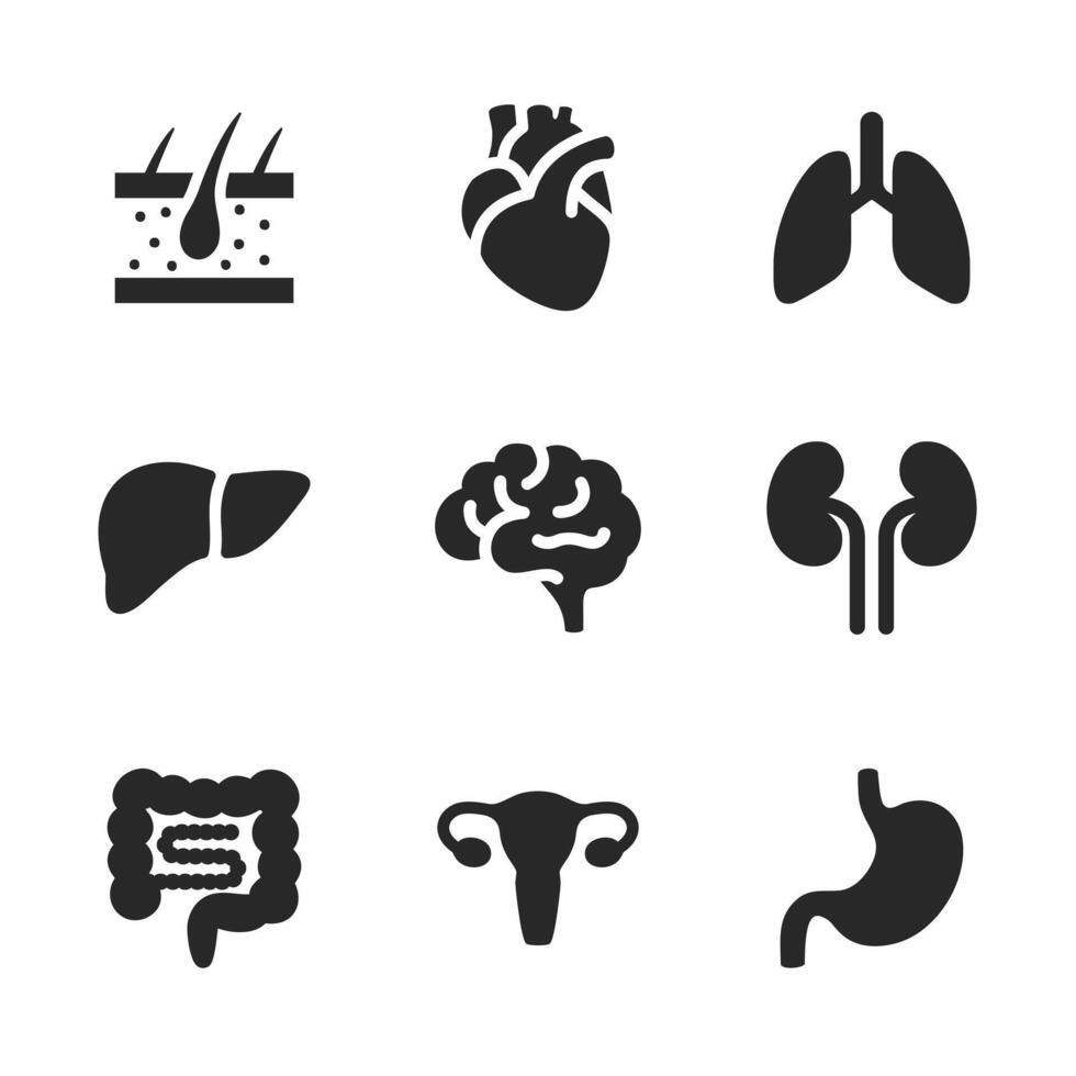 Solid icon set of major human organs for medical design. vector