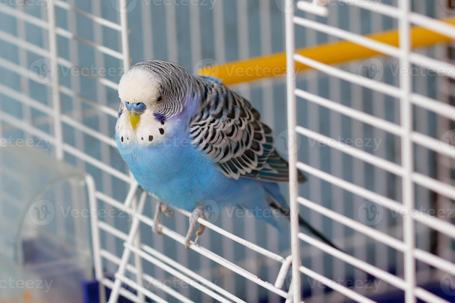 Blue budgerigar sits at the exit of the cage photo