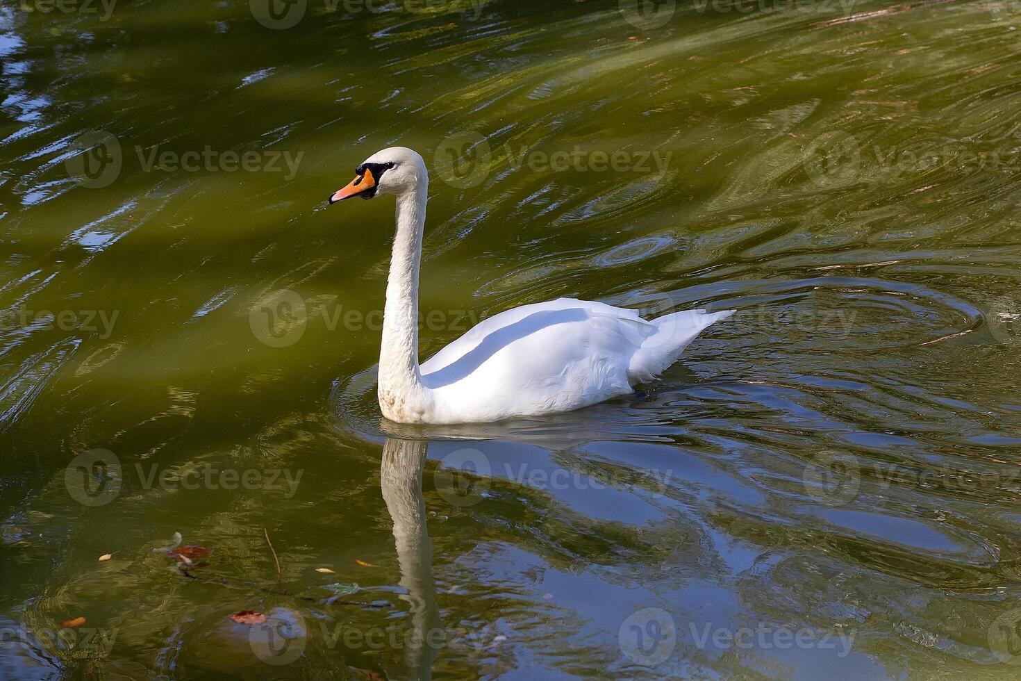 Beautiful white swan floats in pond photo