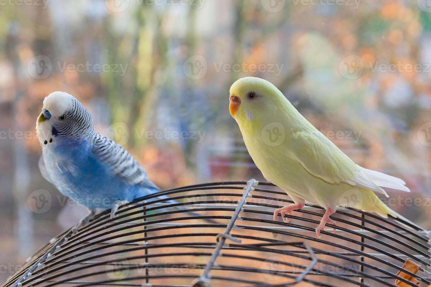 Two budgerigars are sitting on the cage photo