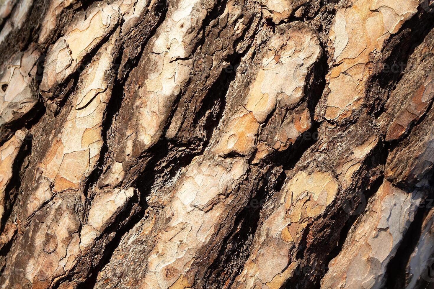 Rough bark of trees close-up photo