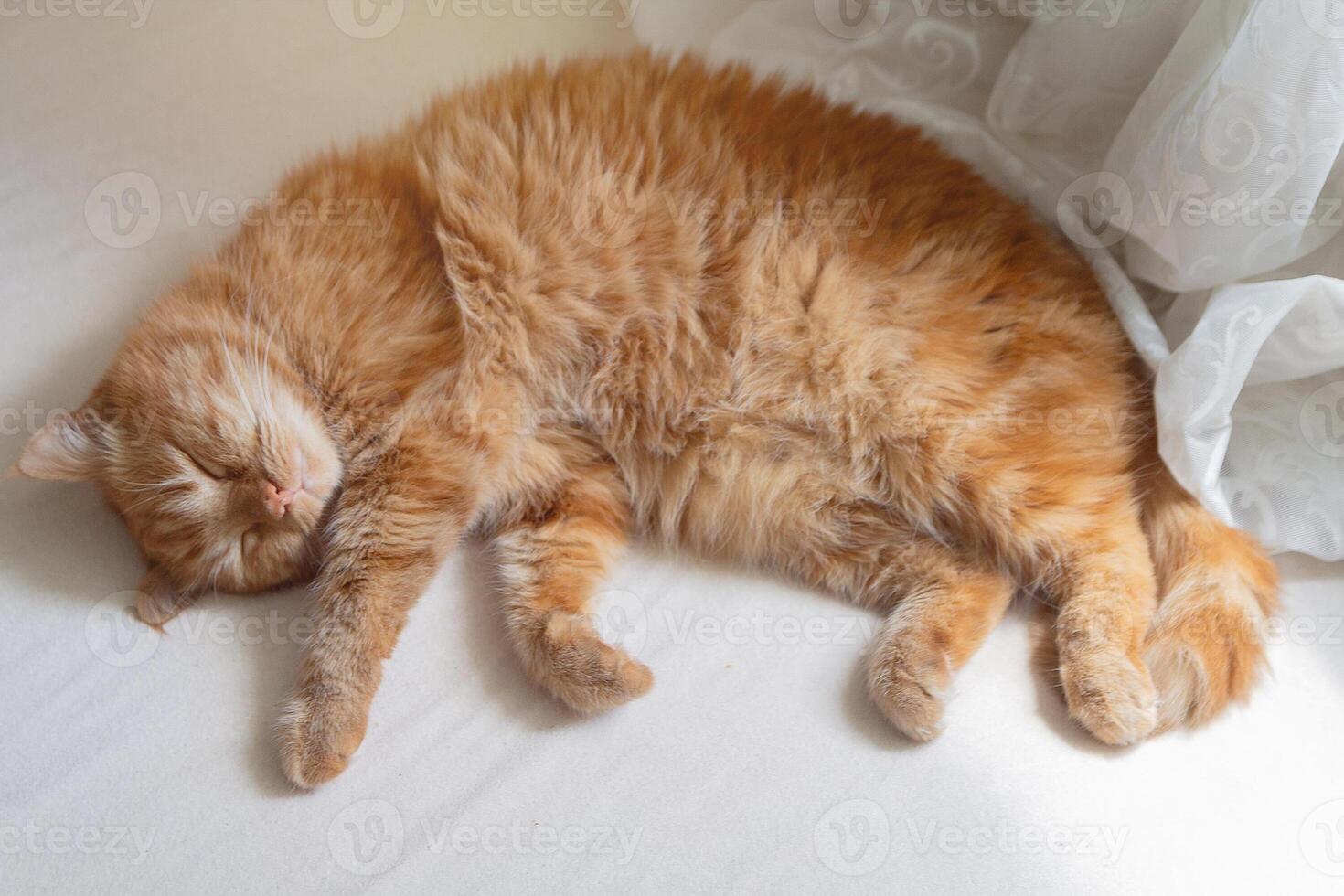 The red cat is sleeping with its face covered by its paws., Pets photo