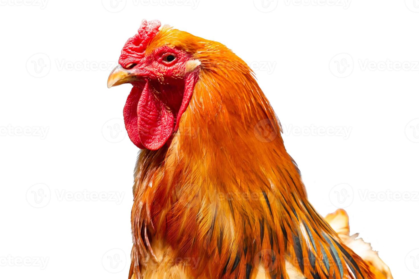 Rooster of the Light Brahma breed isolated on a white background photo