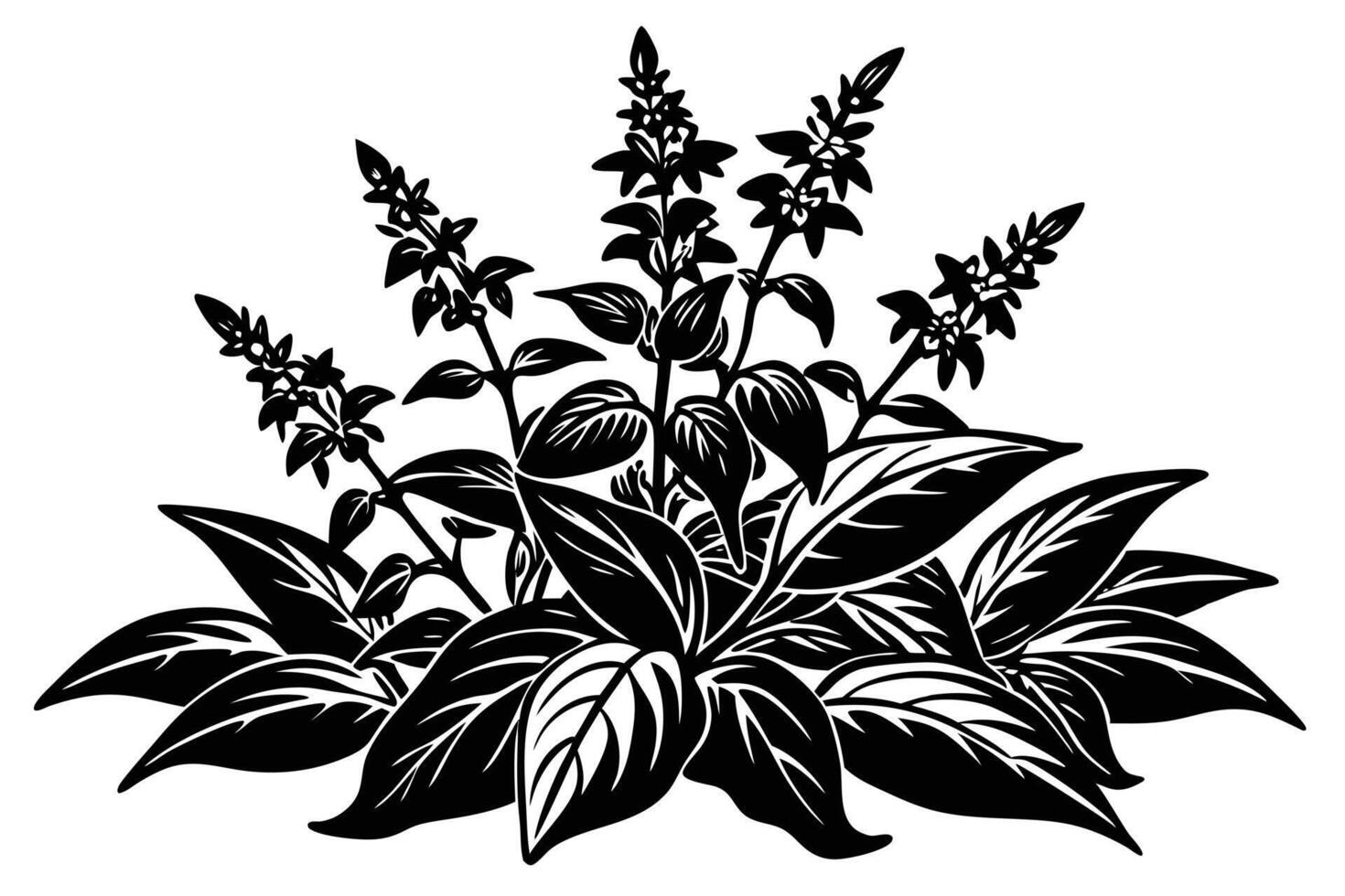 Illustration of a basil plant with leaves and flowers isolated on white background vector
