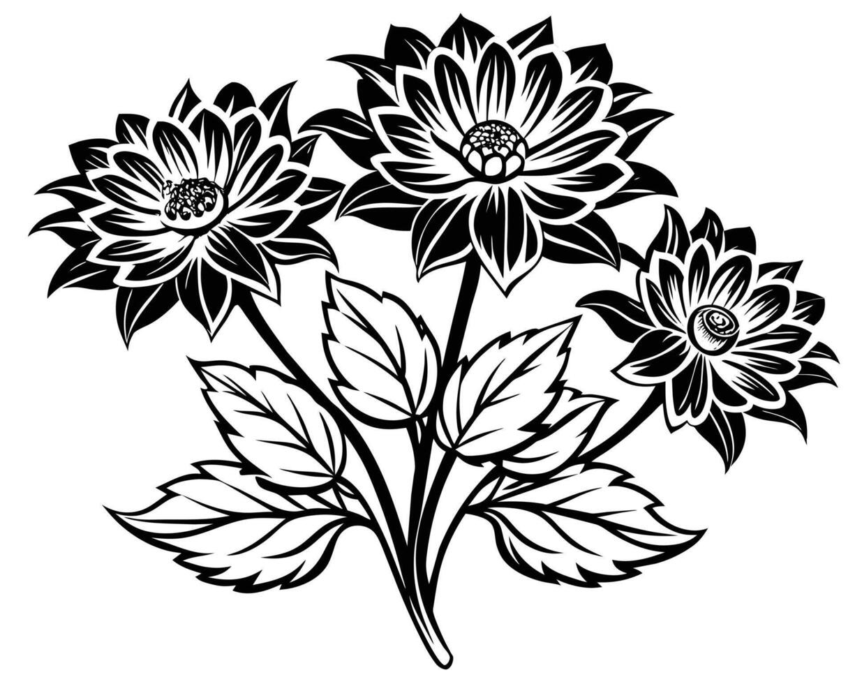 A black and white dahlia flowers isolated on white background illustration vector