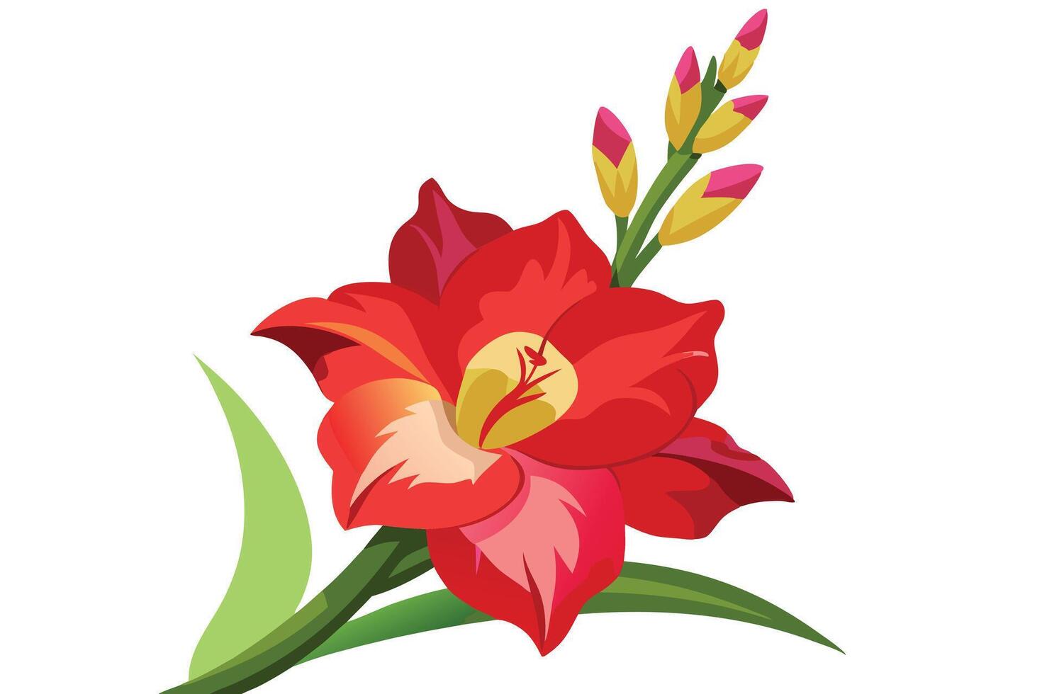 Vibrant gladiolus flower isolated on white background in full bloom vector