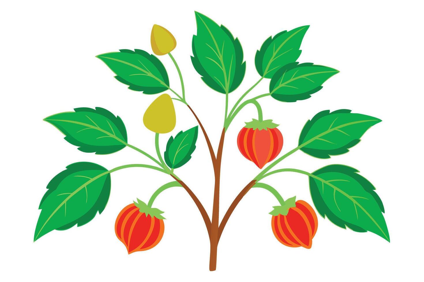 Illustration of a plant with red fruits and green leaves vector