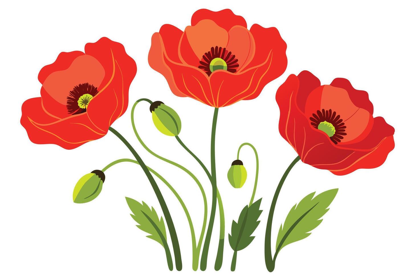 illustration of three red poppies with green buds on a white background vector