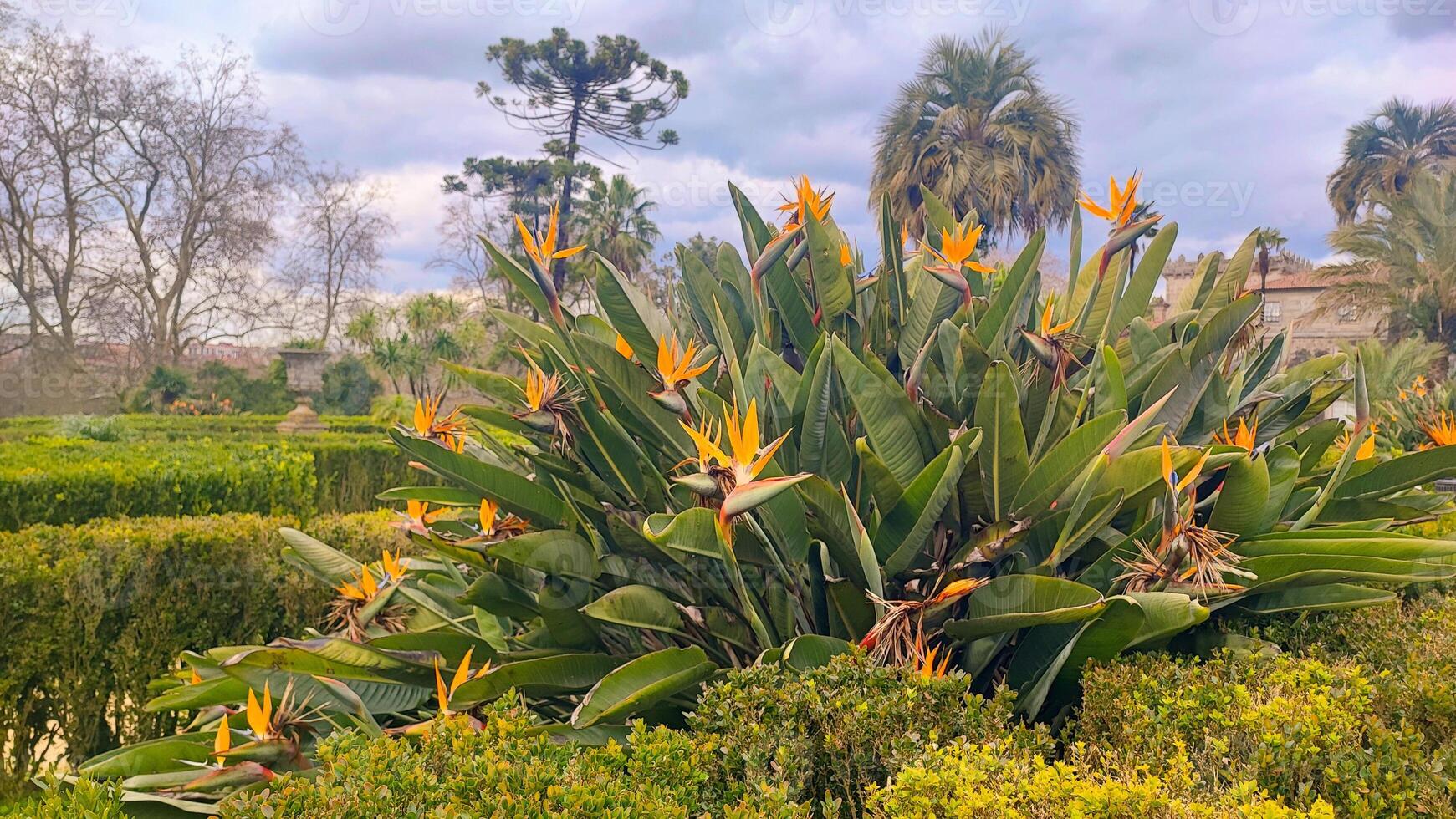 Palm trees a and tropical plants in the courtyard garden of the botanical garden of Vigo, Spain. The concept of tourism, visiting iconic places photo
