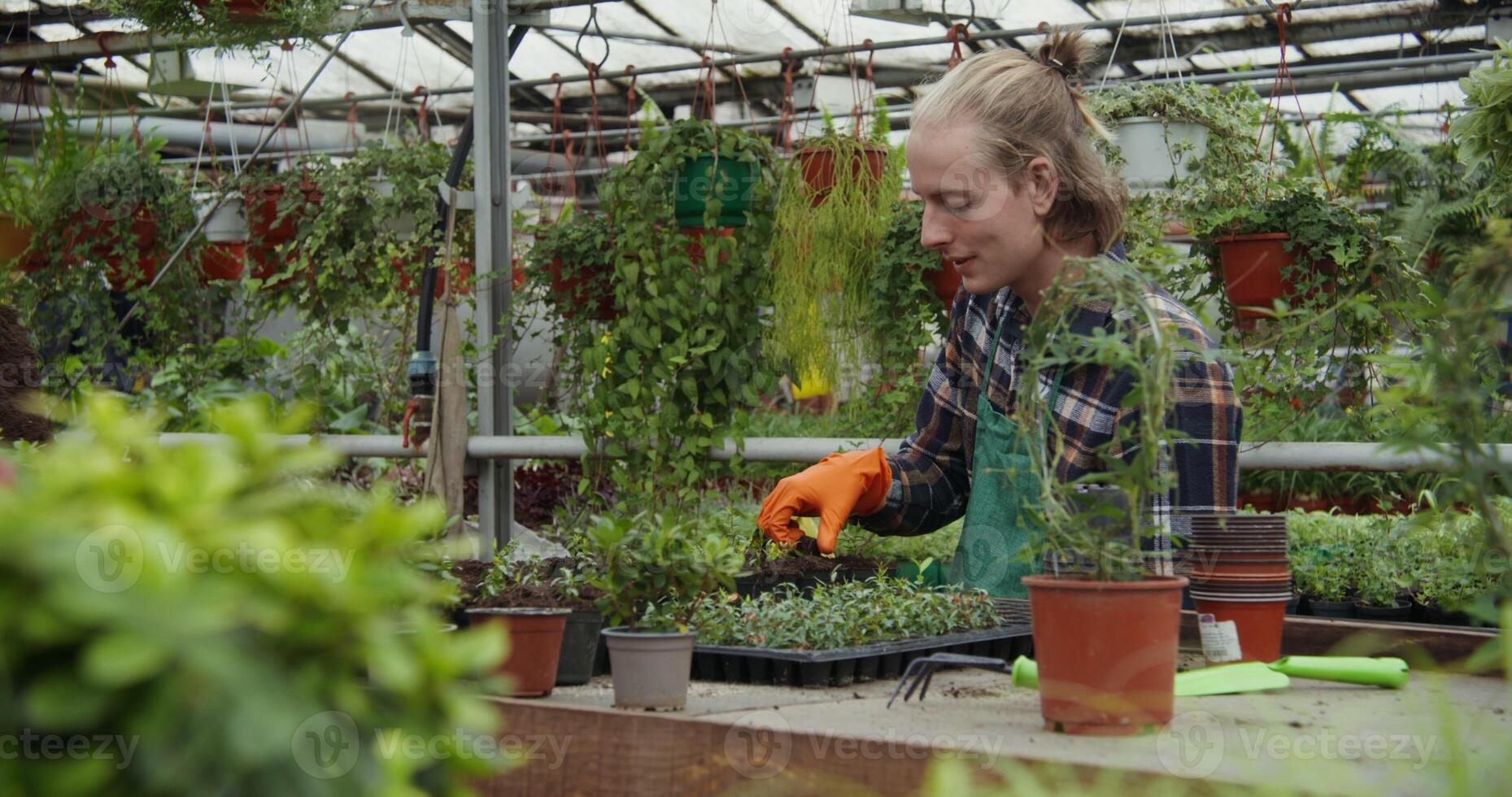A young male florist in an apron and rubber gloves is planting young plants of flowers in pots. Transplanting plants in a greenhouse, growing flowers for sale photo