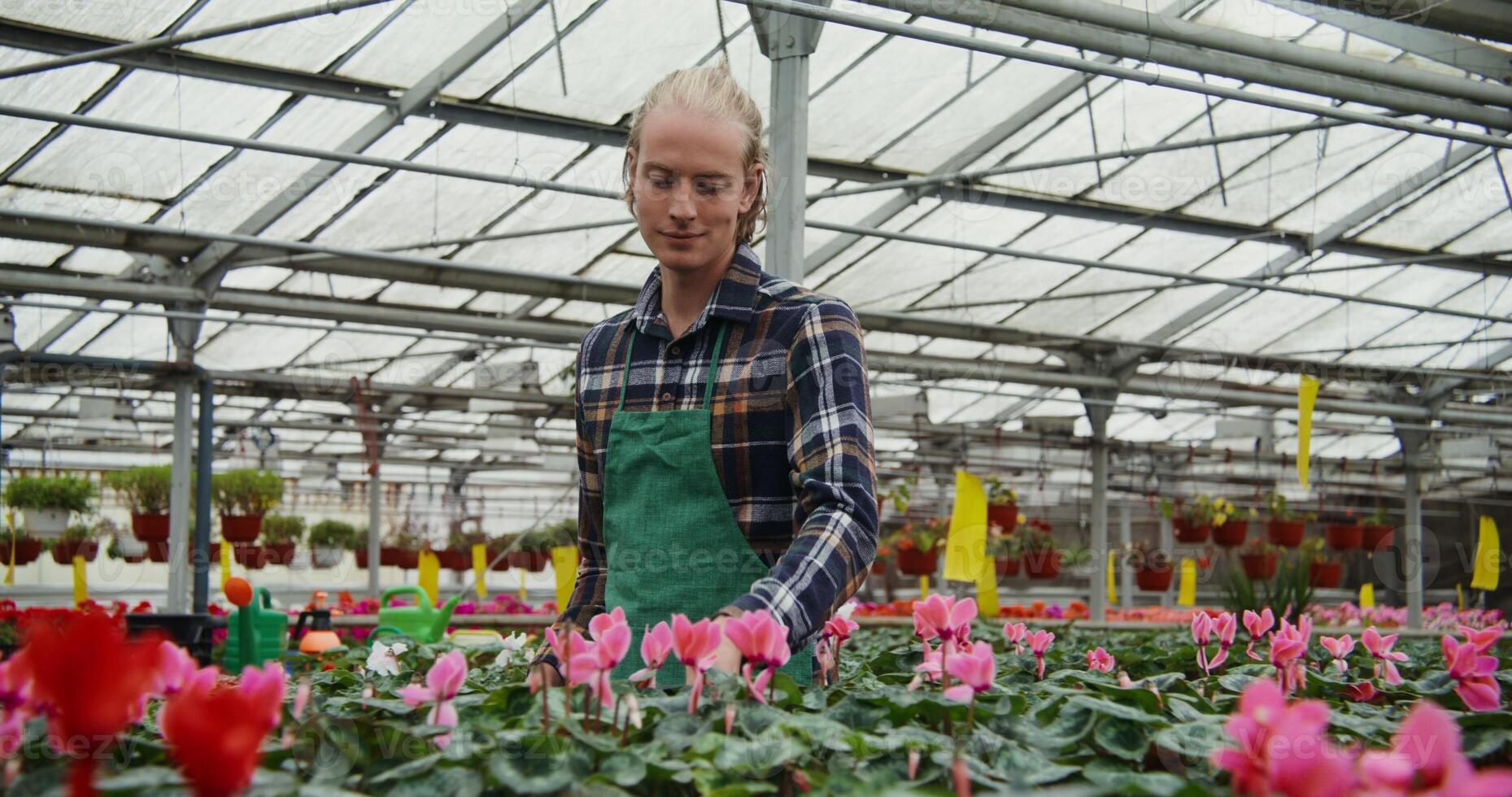 A young man of European appearance in apron walks between tables with flowering plants in pots standing on them and selects some specimens, taking them in his hands, in greenhouse for flowers photo