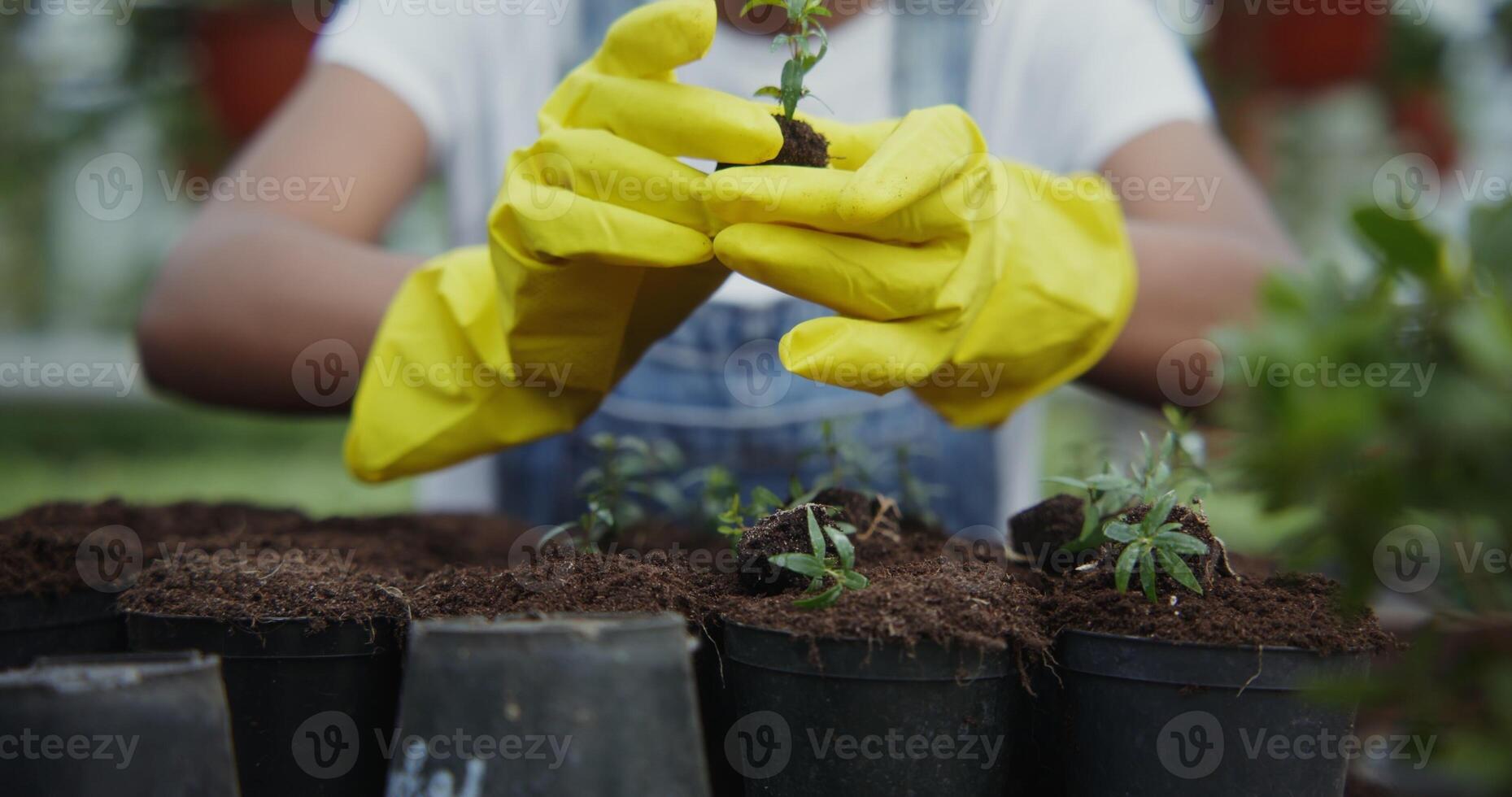 An African-American woman in rubber gloves transplants young plants into pots, close-up. Greenhouse for growing indoor and outdoor plants photo