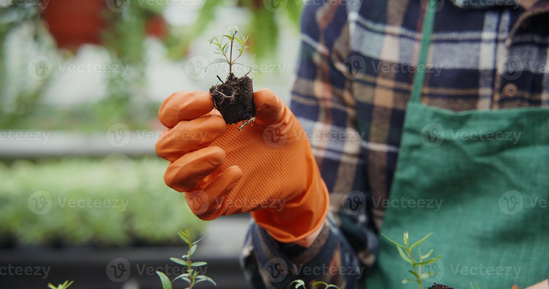 A male florist in an apron and rubber gloves is planting young plants of flowers in pots, close-up. Transplanting plants photo