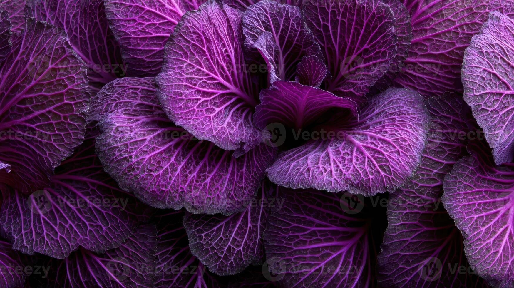 Macro view of vibrant purple cabbage leaves showcasing intricate textures and patterns photo