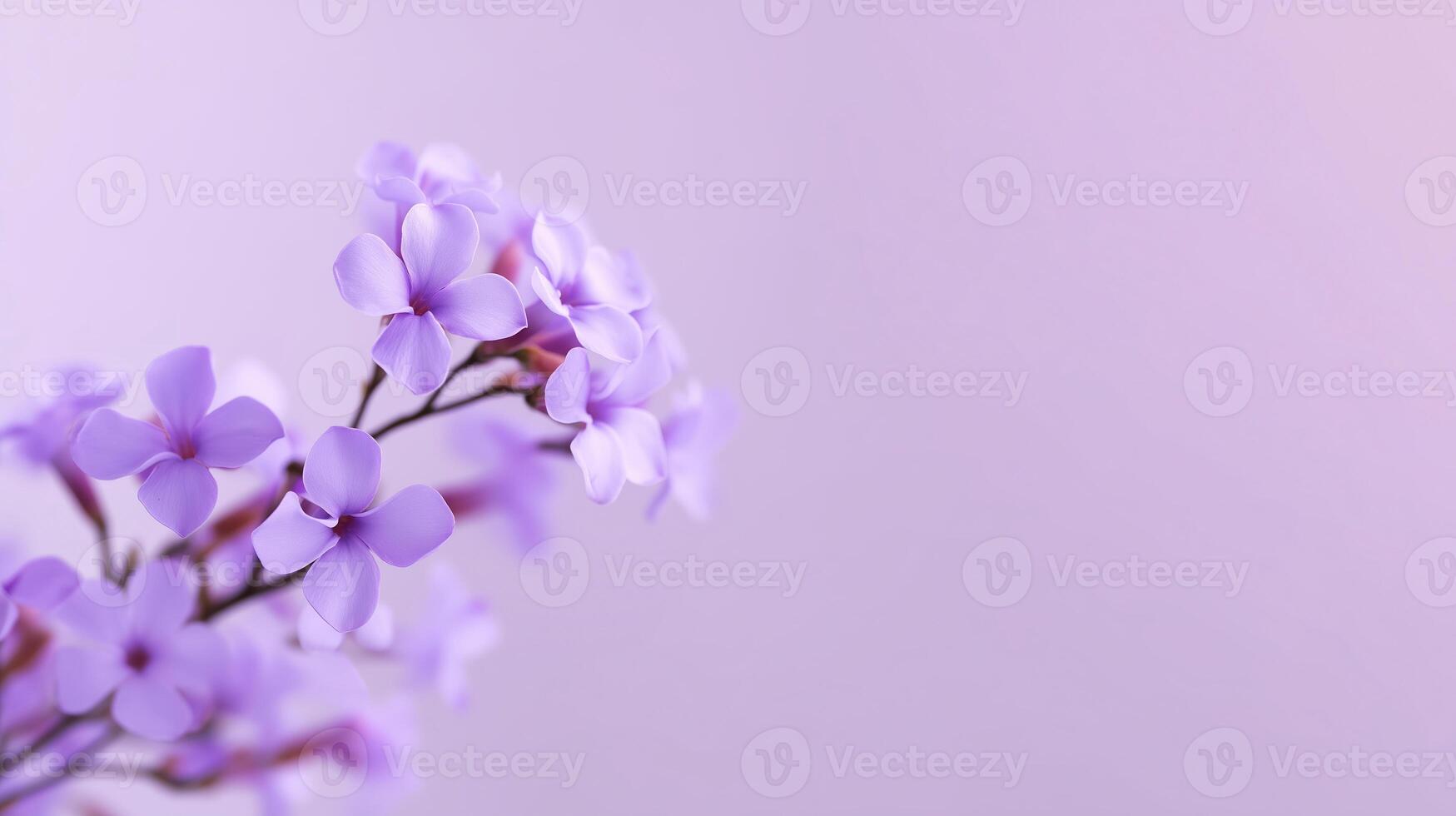 Delicate purple flowers with soft petals against a gentle pastel background, showcasing beauty and elegance in nature, floral design concept photo