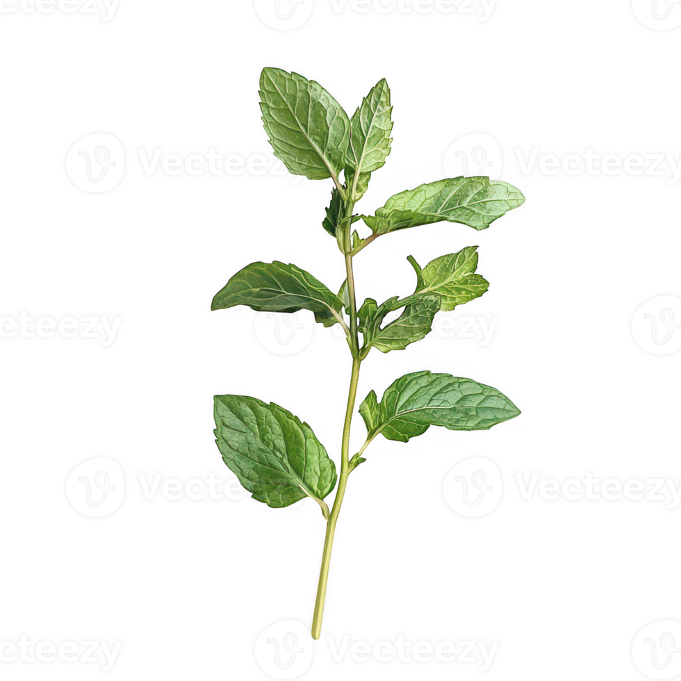 Fresh mint sprig isolated on transparent background png