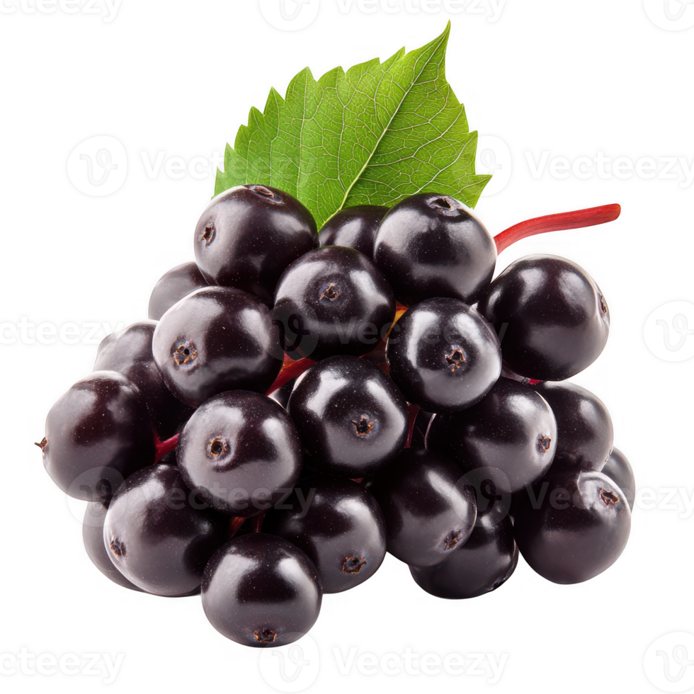 Fresh elderberries cluster isolated on transparent background png