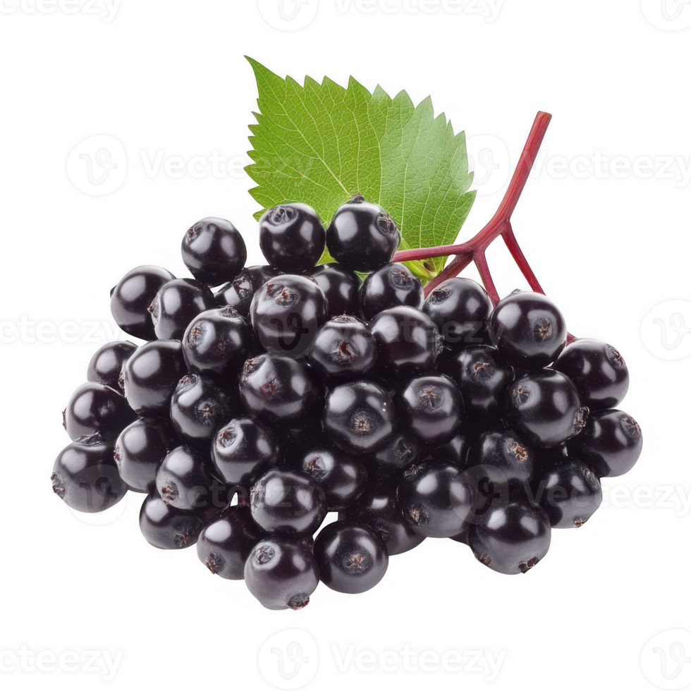 Fresh elderberries with leaf isolated on transparent background png