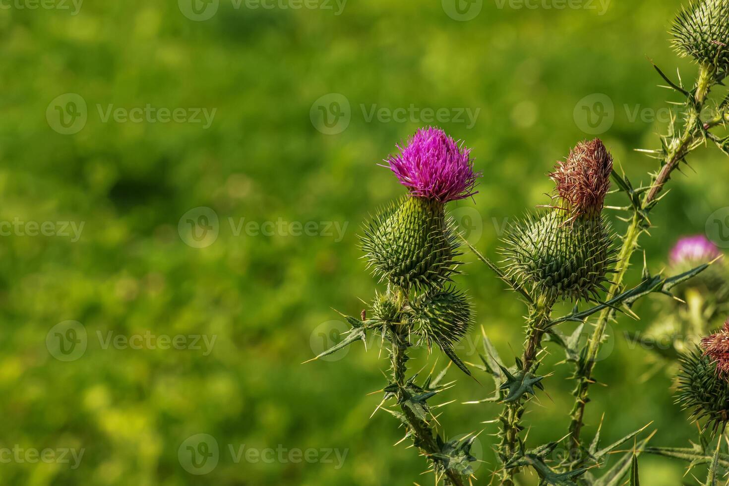 Blooming burdock, Onopordum acanthium. Pink burdock, PRICKLY TARTAR flowers on a green background of nature. photo
