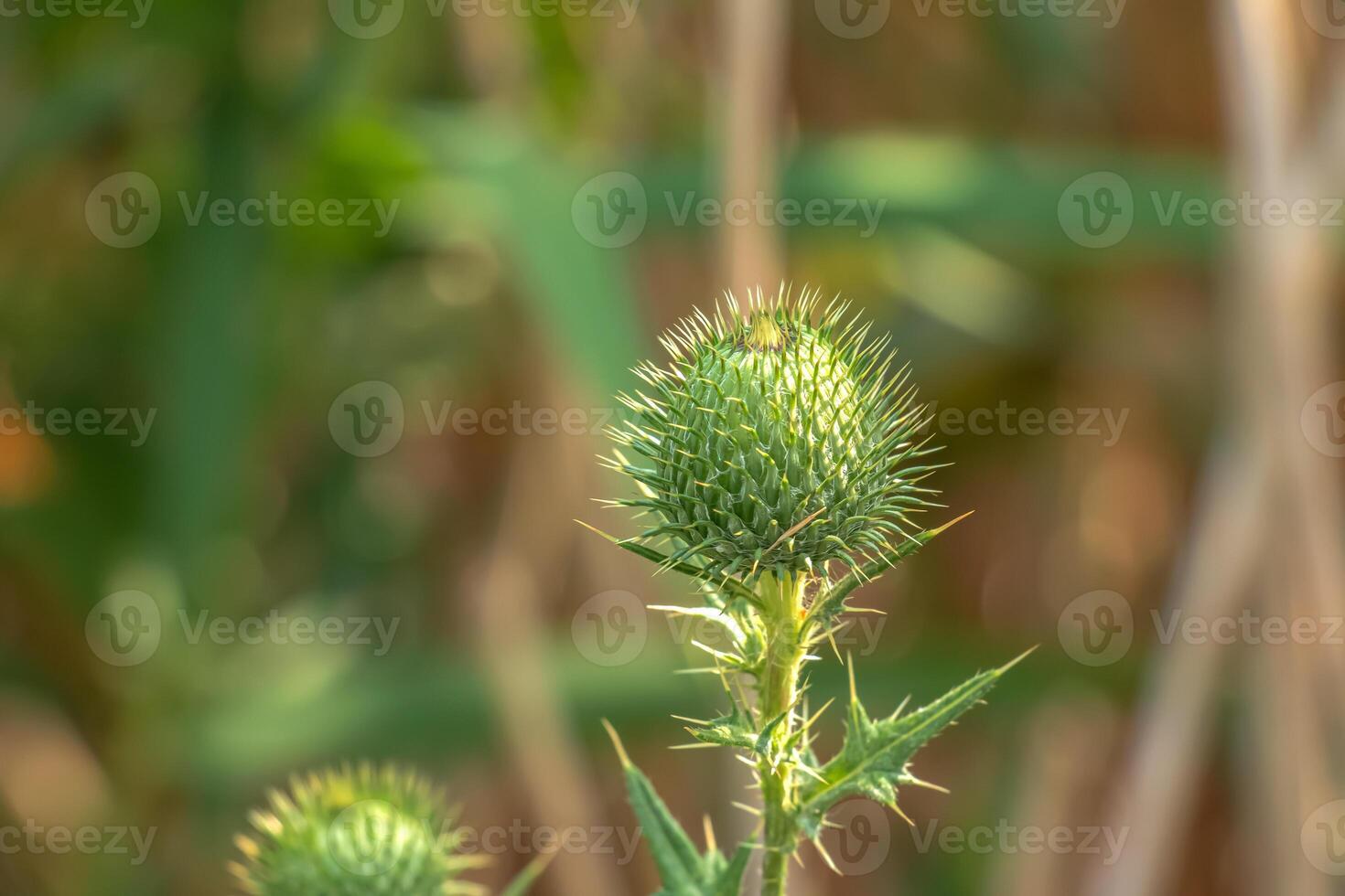 Blooming burdock, Onopordum acanthium. Pink burdock, PRICKLY TARTAR flowers on green background of nature. Plant background, close-up. photo