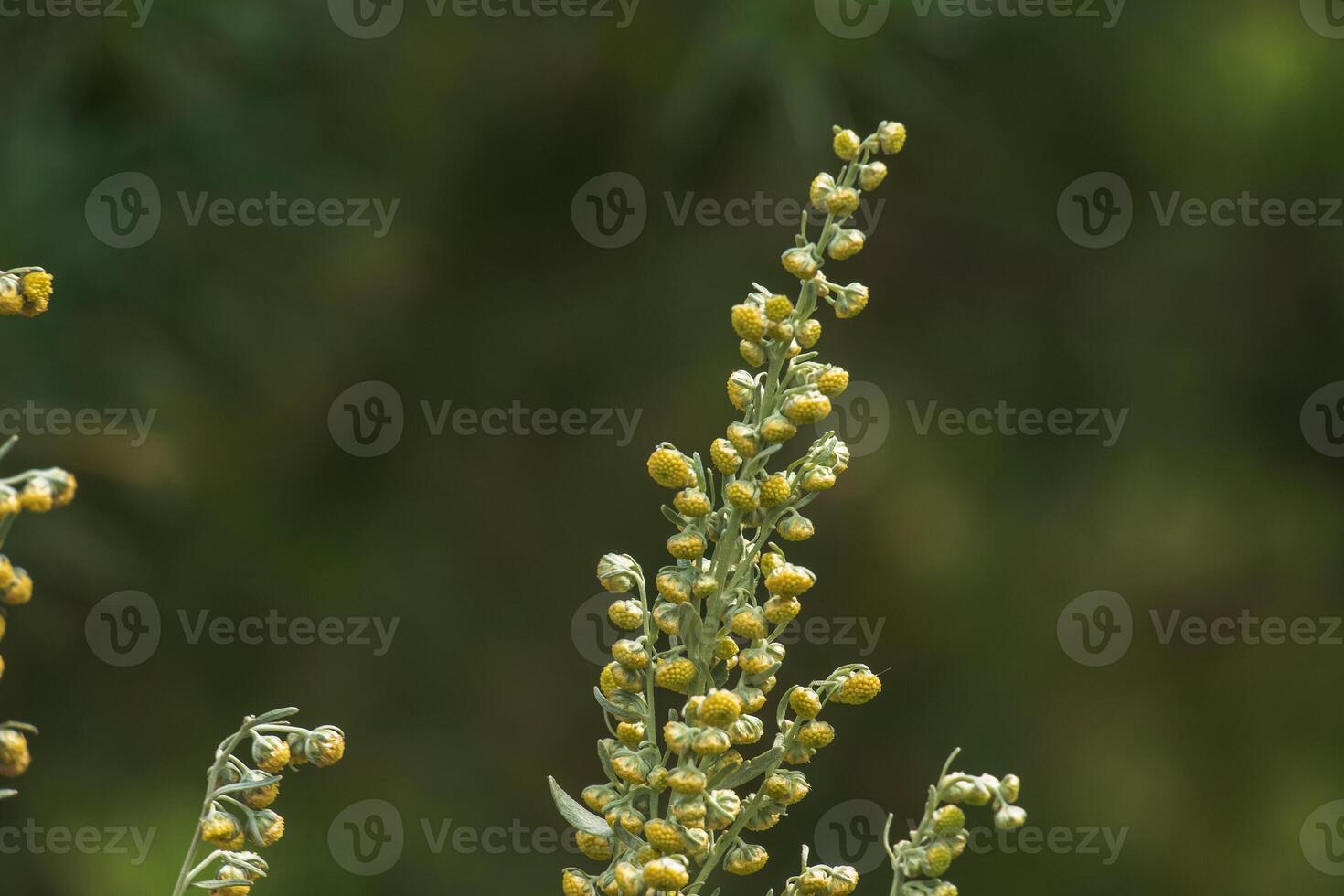 Wormwood Artemisia absinthium. Wormwood branch, leaves and wormwood flowers cosmetics medical plant photo